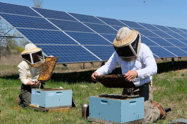 美國明尼蘇達州新法案：太陽能電站應同時架設蜜蜂棲息地